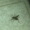 House cricket