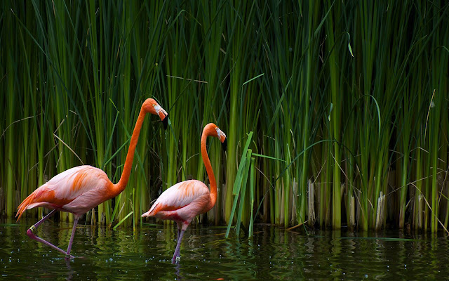 Flamingos - New Tab in HD