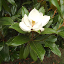 Southern magnolia