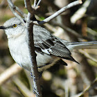 Northern mockingbird