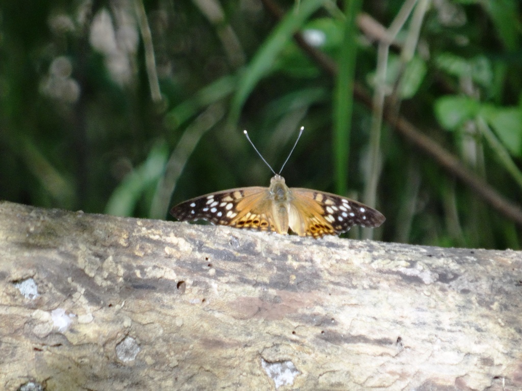 Tawny Emperor