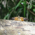 Tawny Emperor