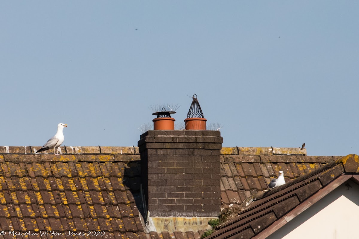 Herring Gull