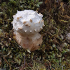 Amanita fungus