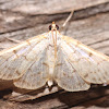 Bold-feathered Grass Moth - 5275