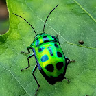Jewel bug