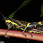 Short-horned Grasshopper