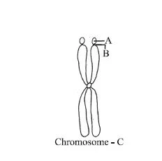 Nucleus and Chromosomes