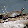 Painted Turtle