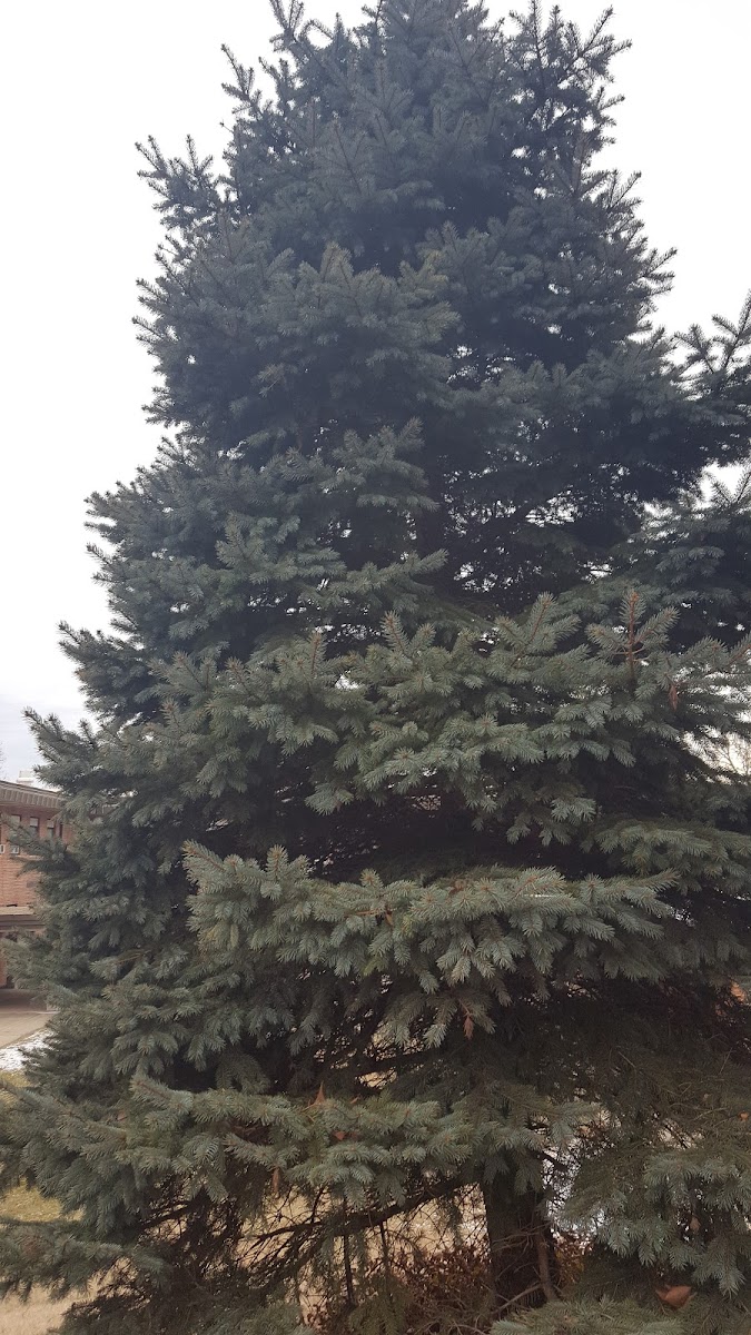 Blue Spruce