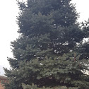 Blue Spruce