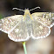 Oberthür's Grizzled Skipper