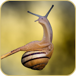 Cover Image of ดาวน์โหลด Snail HD Wallpaper 1.02 APK