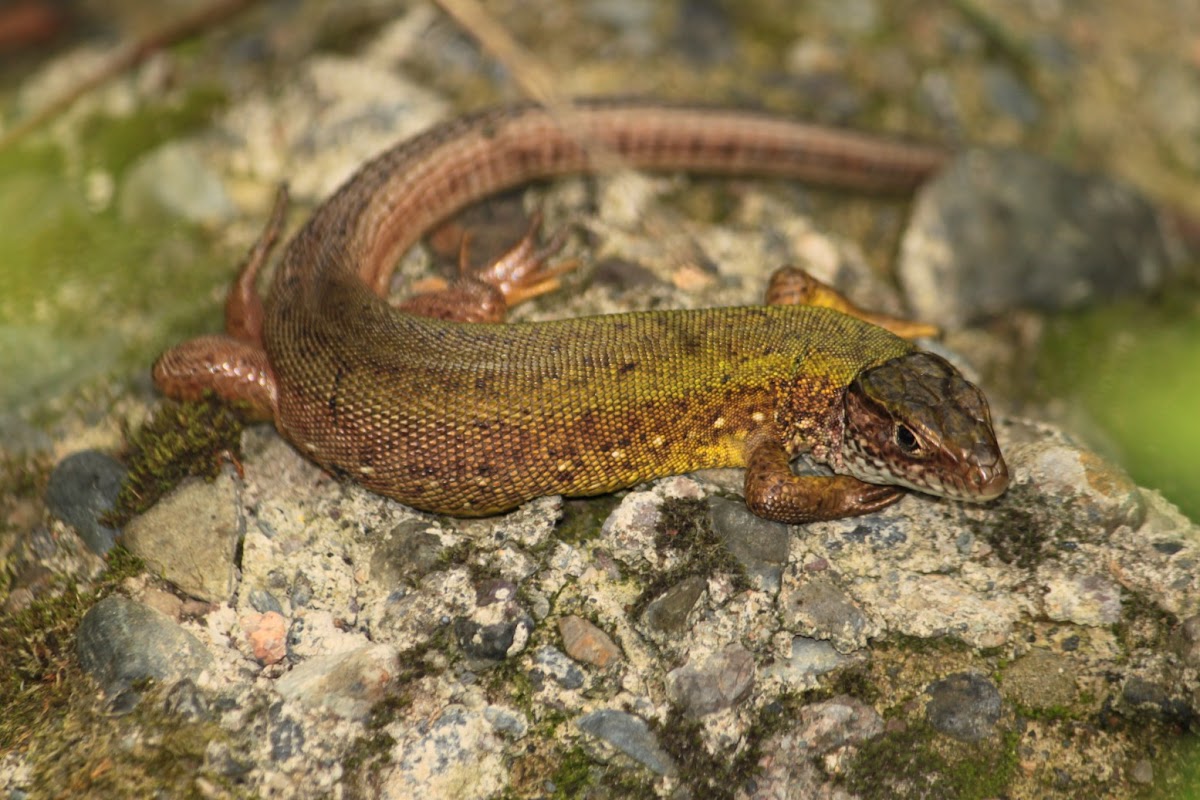 European green lizard