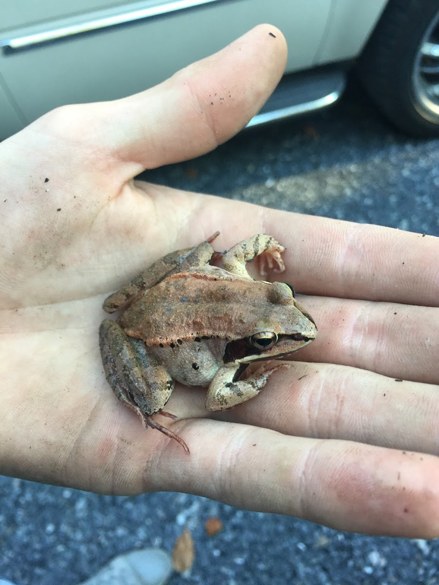 Wood Frog