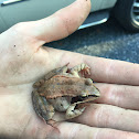 Wood Frog