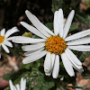 Large Daisy Bush