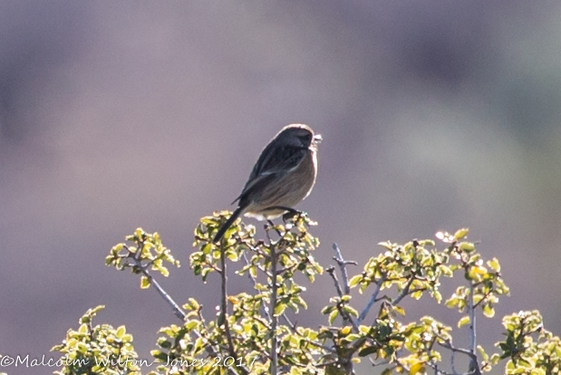 Stonechat; Tarabilla Común