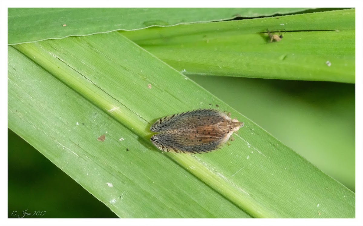 Lophops carinata 蔗短足蠟蟬