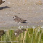 Ringed Plover; Chorlitejo Grande