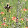 Black-chinned Hummingbird