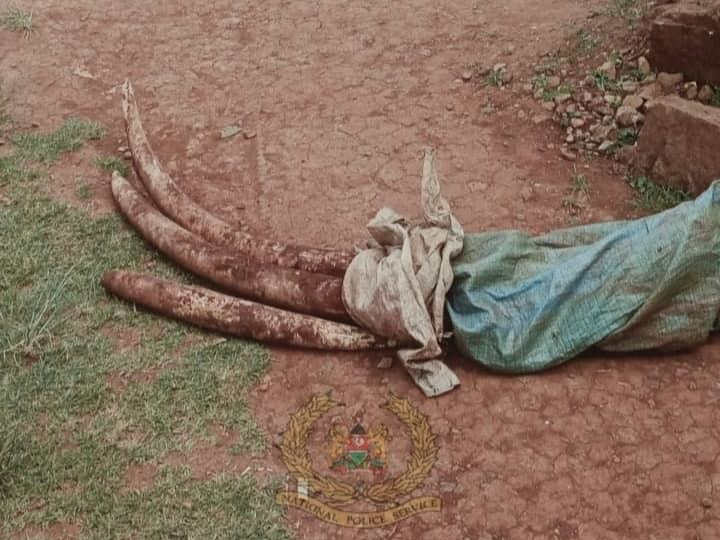 Elephants tusks recovered from two suspected poachers in Embu on Friday, September 22, 2023.