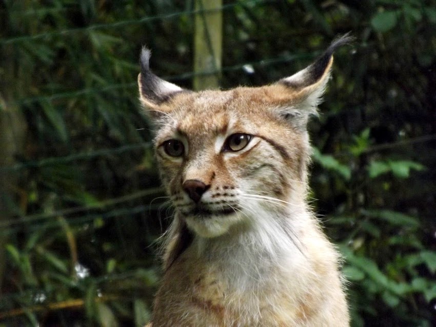 Lynx boréal, Jurques - Tous droits réservés