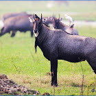 Nilgai (Blue bull)