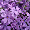 Purple Beauty Creeping Phlox