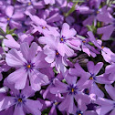 Purple Beauty Creeping Phlox