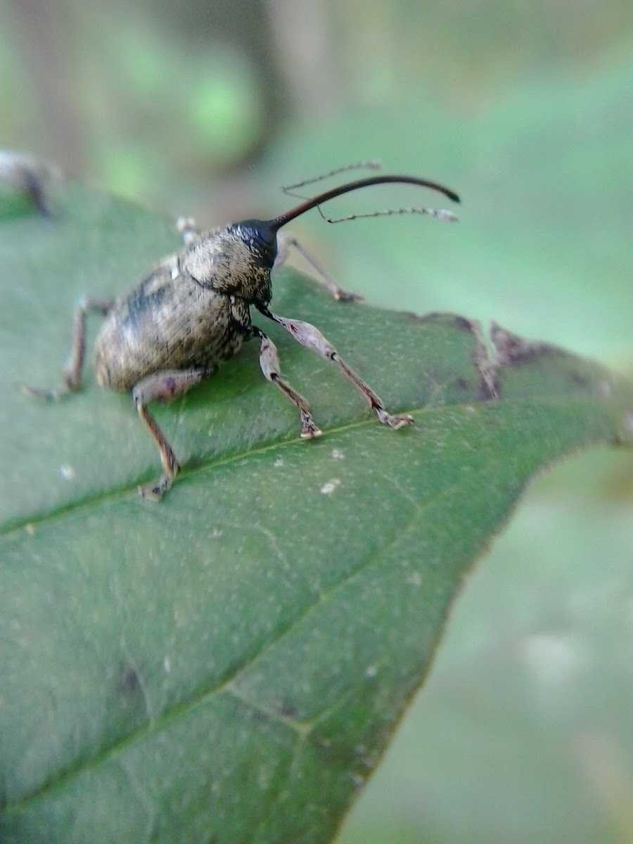 Nut weevil