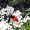 Fire Tailed Mud Wasp