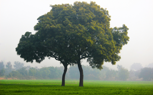 Solitary Tree in a Misty Green Field screenshot 1