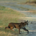 Bobcat