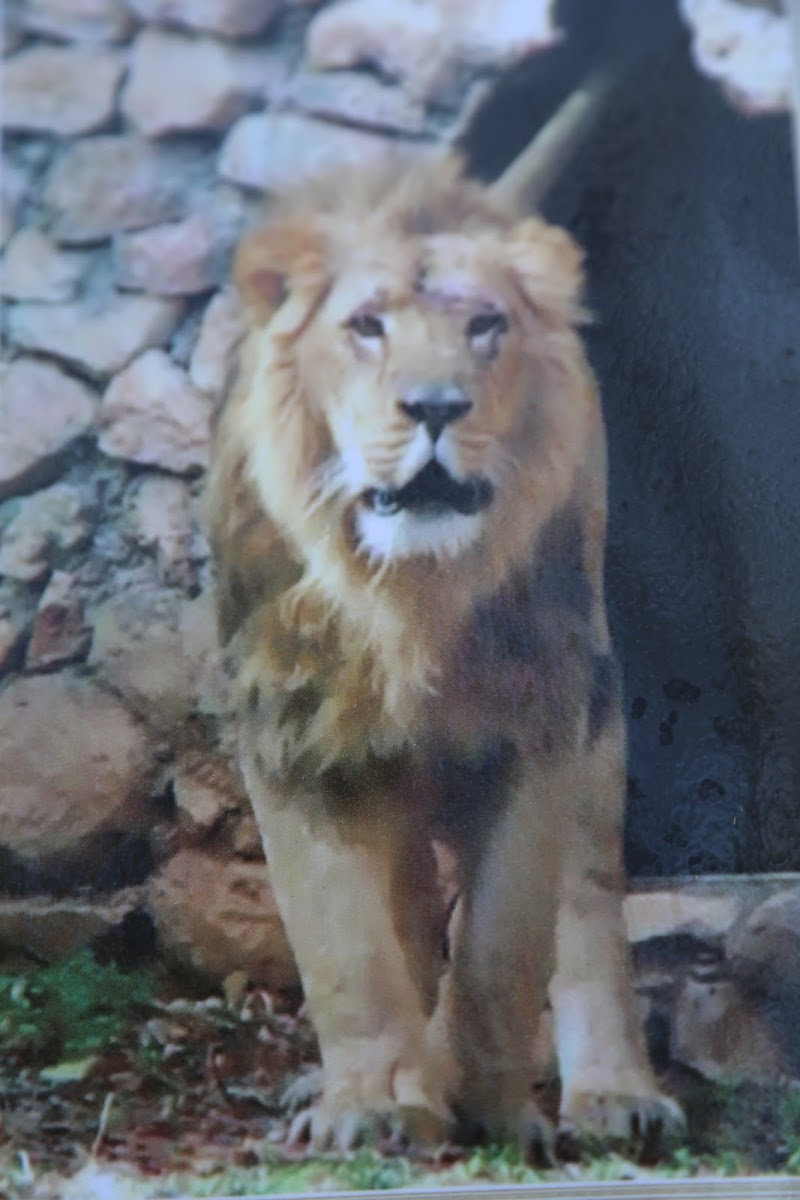 Lion at the Biblical Zoo in Jerusalem