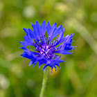 Cornflower