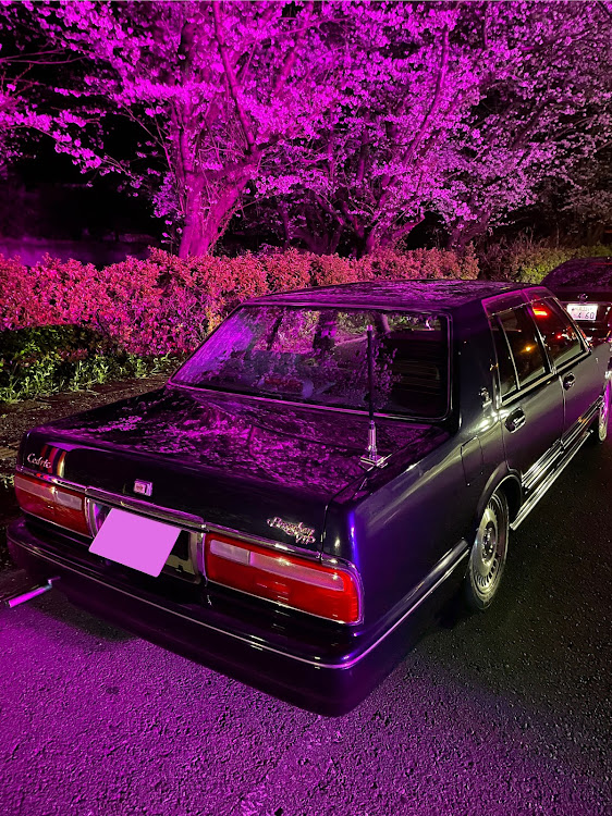 セドリックセダンのセドリック・洗車・桜・桜とコラボ・純ベタに関するカスタム事例の投稿画像2枚目