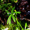 Small-Flowered Buttercup