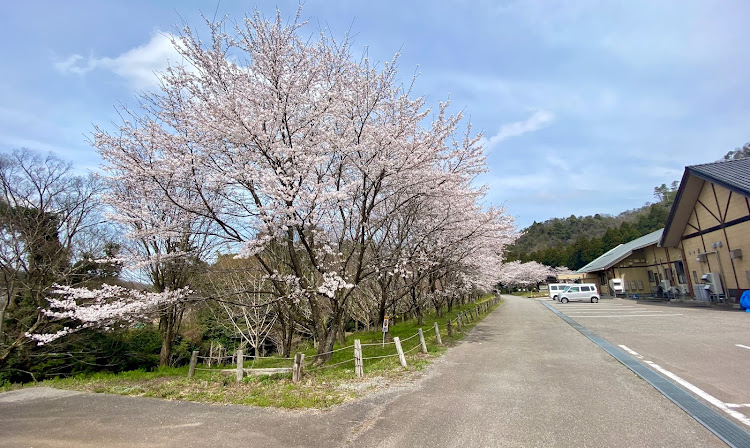 インスパイアのサクラと愛車・桜とコラボ・桜コラボ・桜に関するカスタム事例の投稿画像11枚目