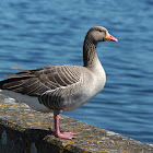 Greylag Goose