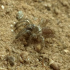 Balkan Trapdoor Spider (Juvenile)