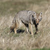 Coyote