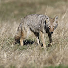 Coyote