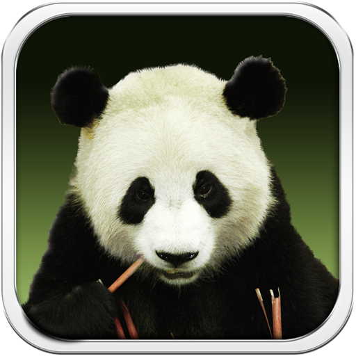 大熊猫动态壁纸 HD 個人化 App LOGO-APP開箱王