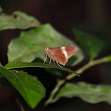 White-tipped Palmer