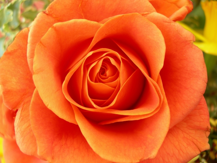 Una rosa color arancio di lady oscar