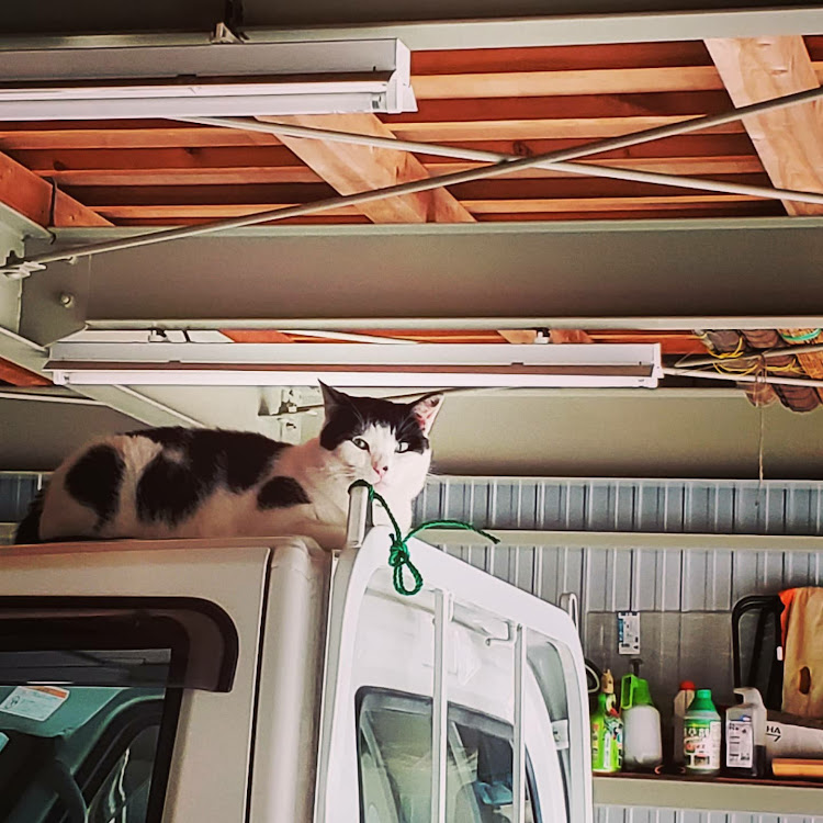 クリッパーバンのローガン・御田家🍢・猫・お迎え？・明日は奥伊吹に関するカスタム事例の投稿画像3枚目