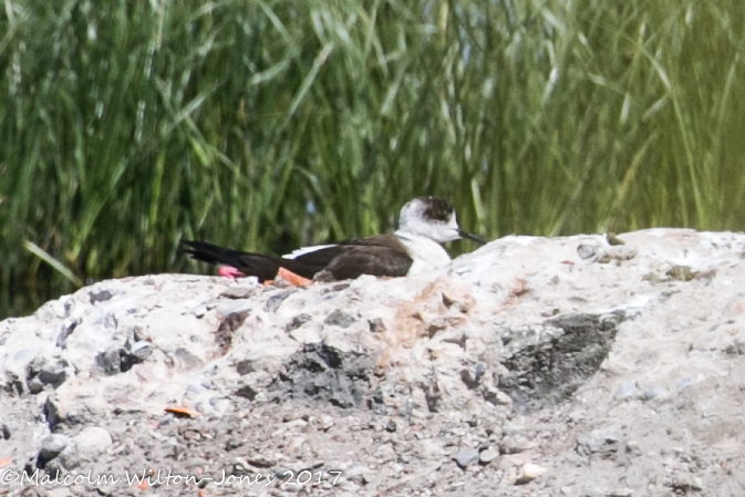 Black-winged Stilt; Cigüeñuela