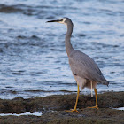 White-faced heron