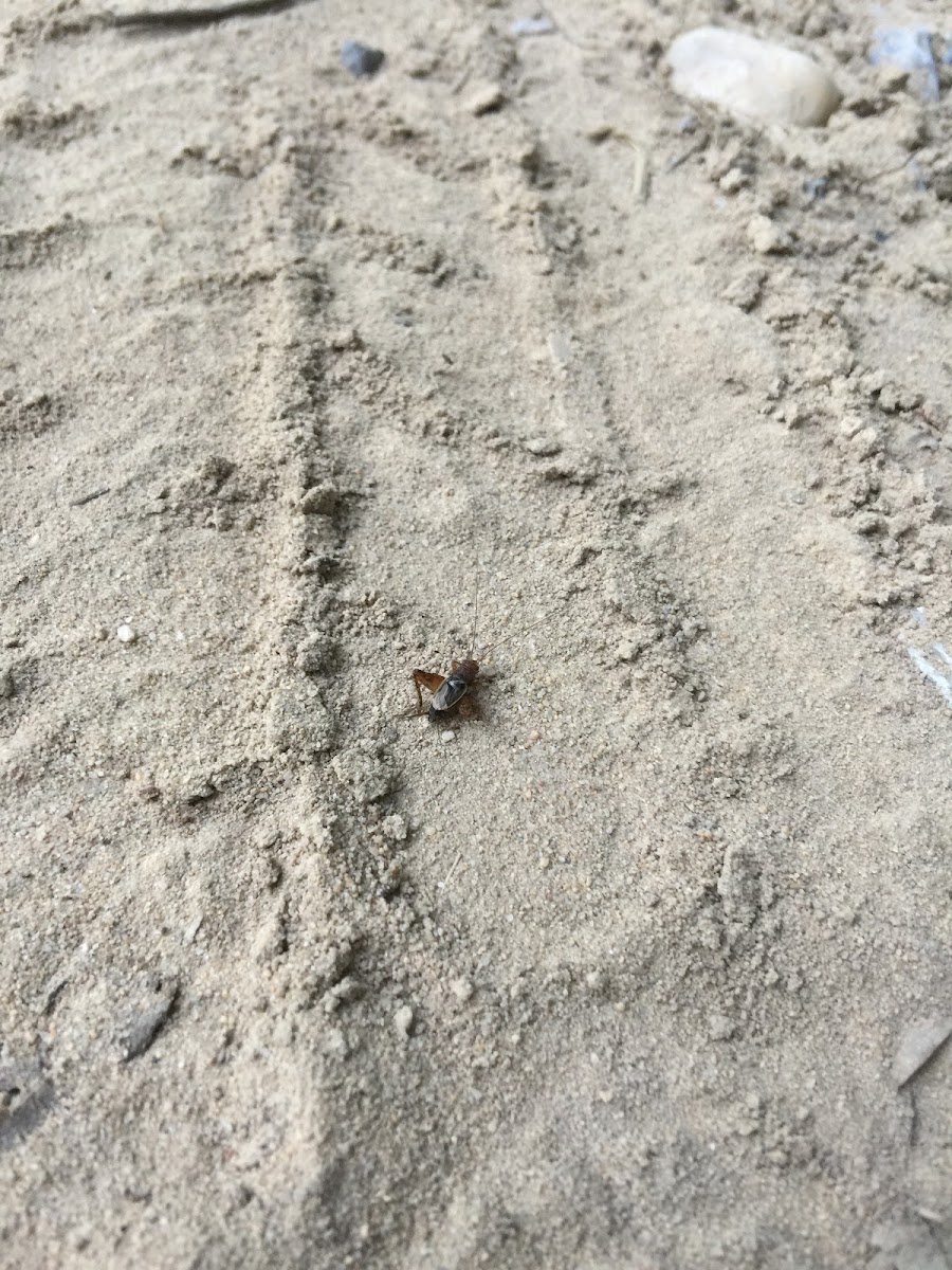 Field cricket